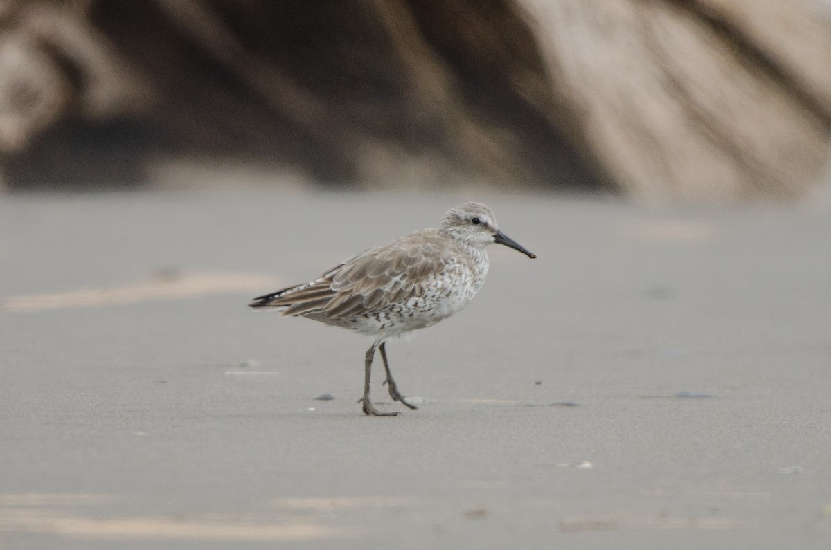 Red Knot - ML628222627