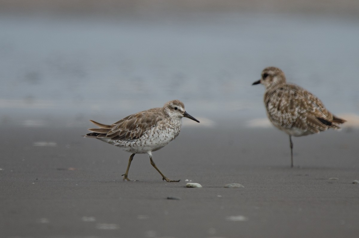 Red Knot - ML628222628