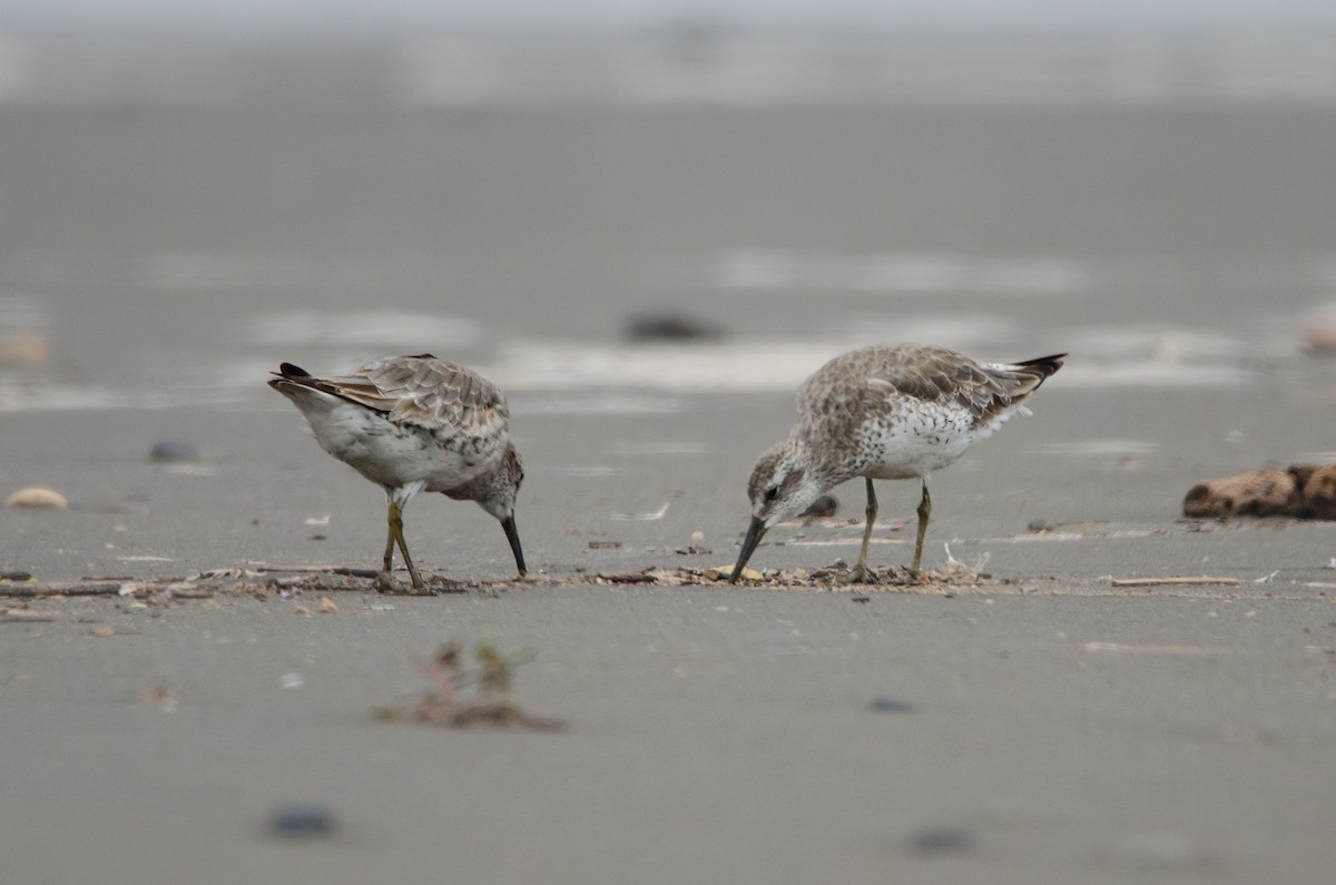 Red Knot - ML628222629