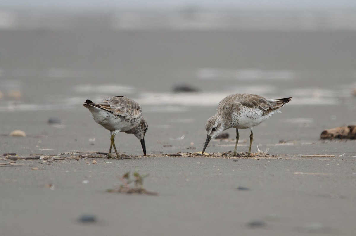 Red Knot - ML628222631