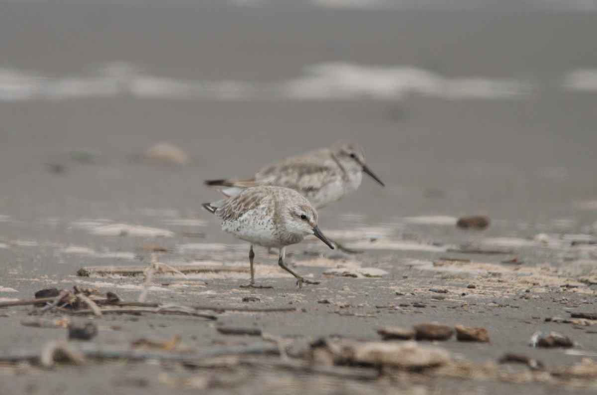 Red Knot - ML628222632