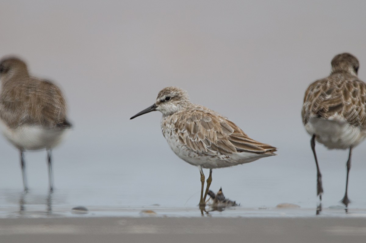 Red Knot - ML628222633