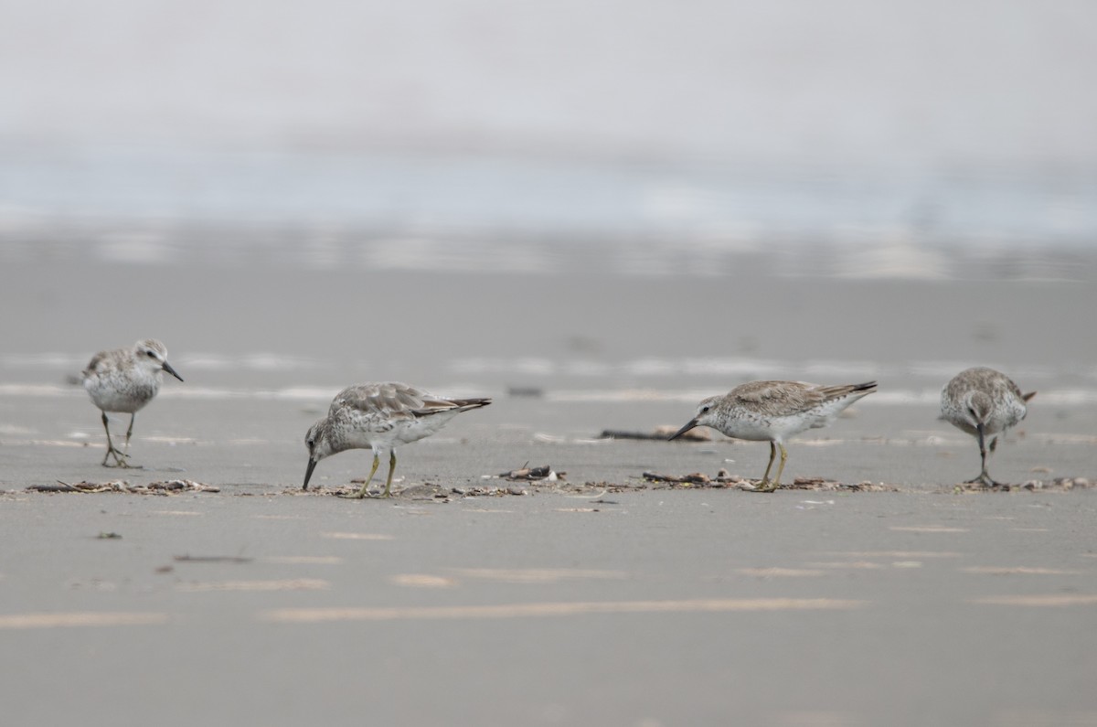 Red Knot - ML628222634