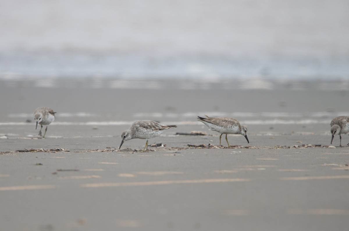 Red Knot - ML628222637