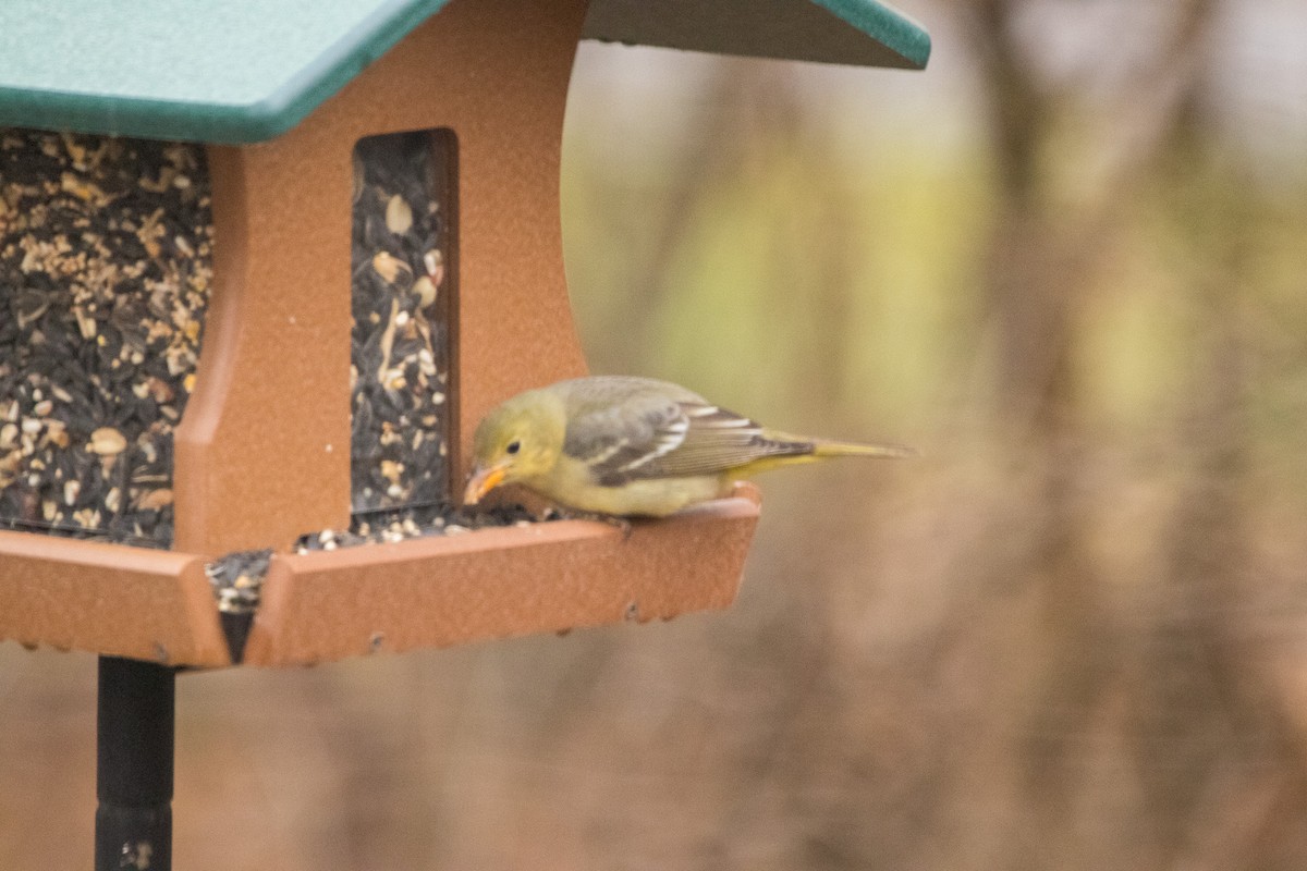 Western Tanager - ML628222640