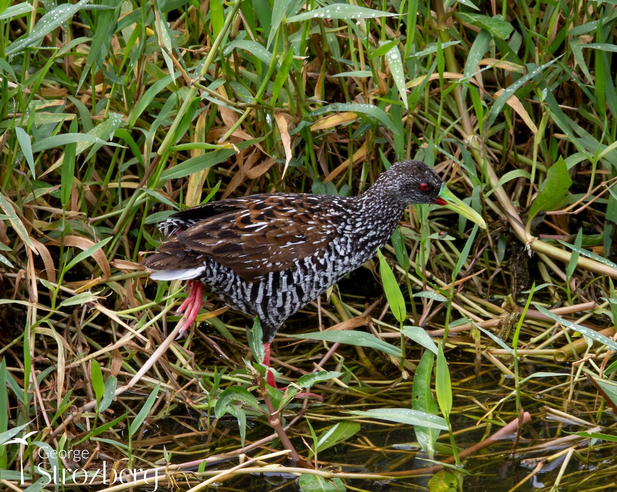 Spotted Rail - ML628222641