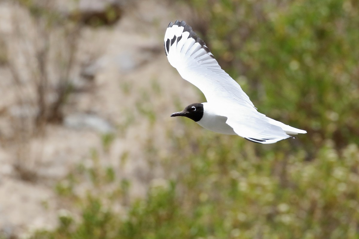 Andean Gull - ML628222891