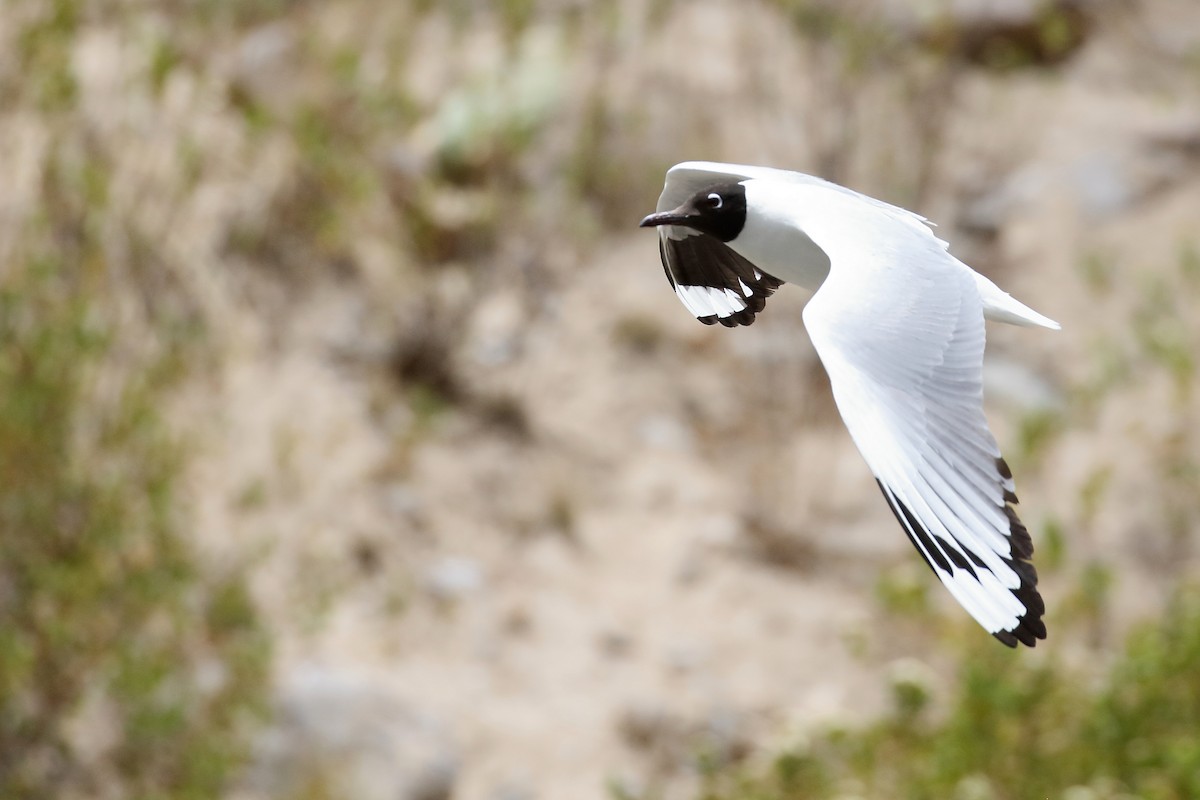 Andean Gull - ML628222893