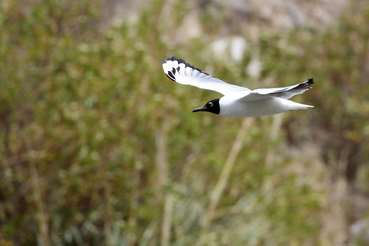 Andean Gull - ML628222896