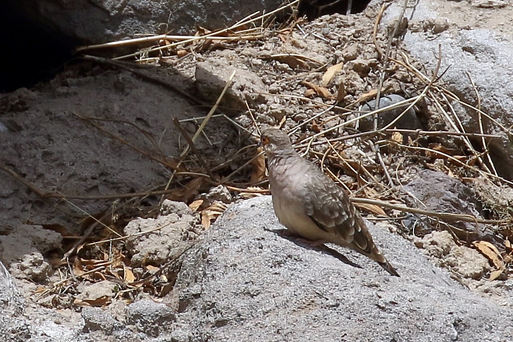 Bare-faced Ground Dove - ML628222988