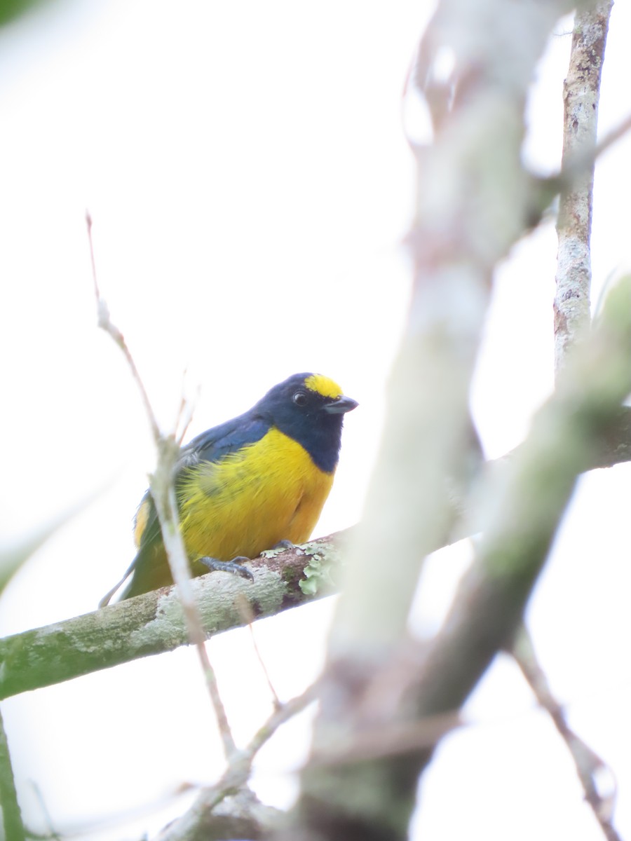 Fulvous-vented Euphonia - ML628223049