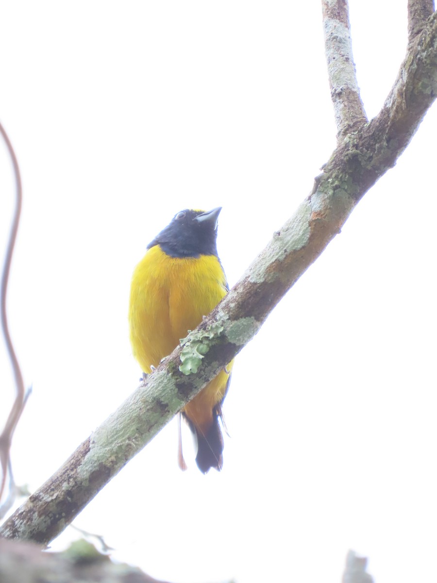 Fulvous-vented Euphonia - ML628223051
