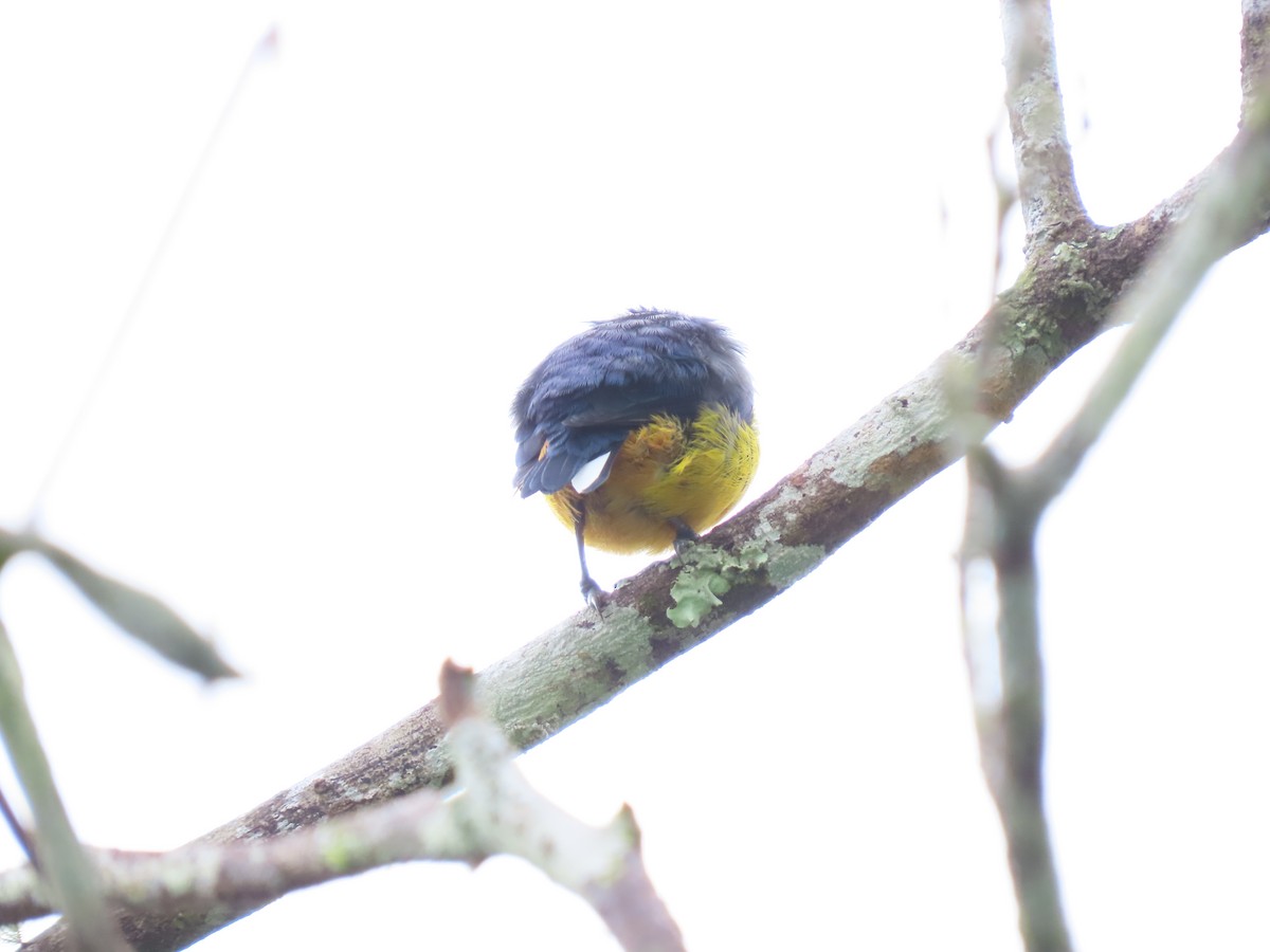 Fulvous-vented Euphonia - ML628223052