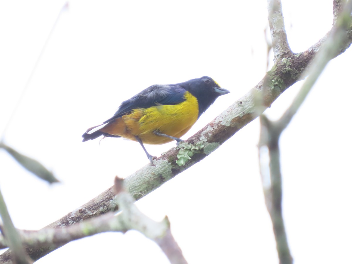 Fulvous-vented Euphonia - ML628223053