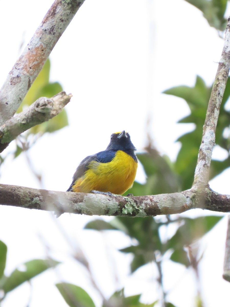 Fulvous-vented Euphonia - ML628223054