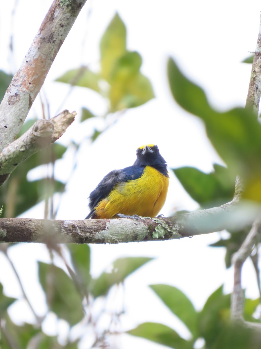 Fulvous-vented Euphonia - ML628223057