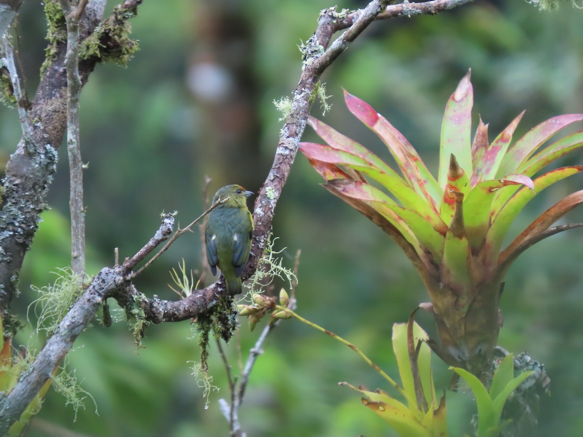 Fulvous-vented Euphonia - ML628223062