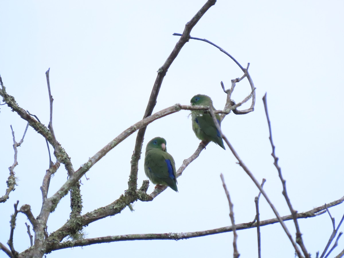 Spectacled Parrotlet - ML628223080