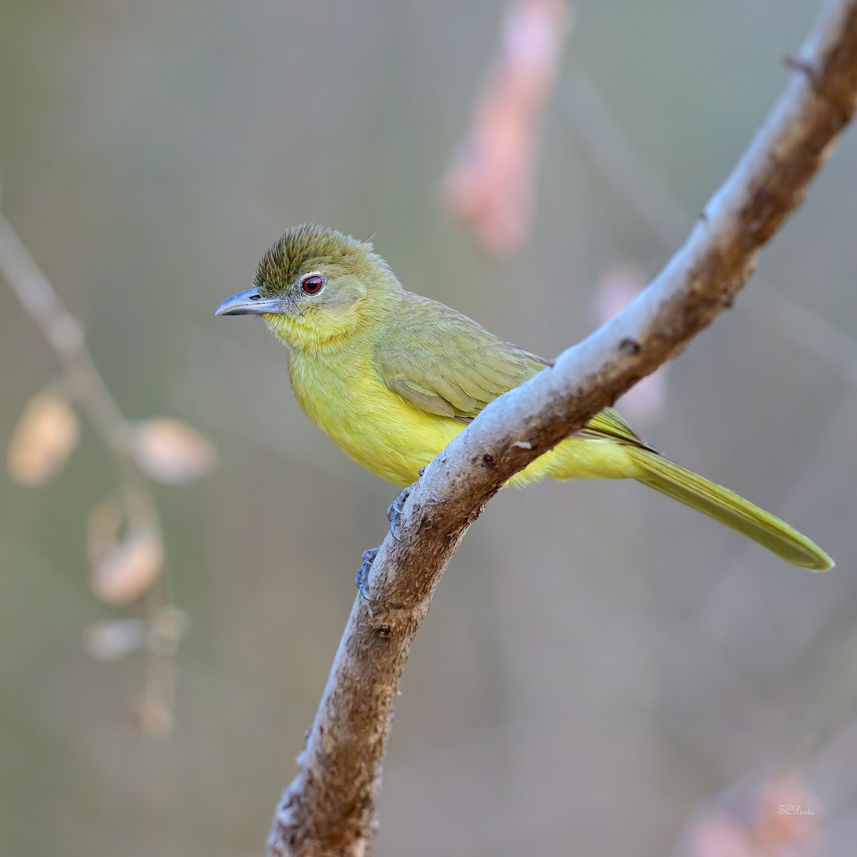 Yellow-bellied Greenbul - ML628223159