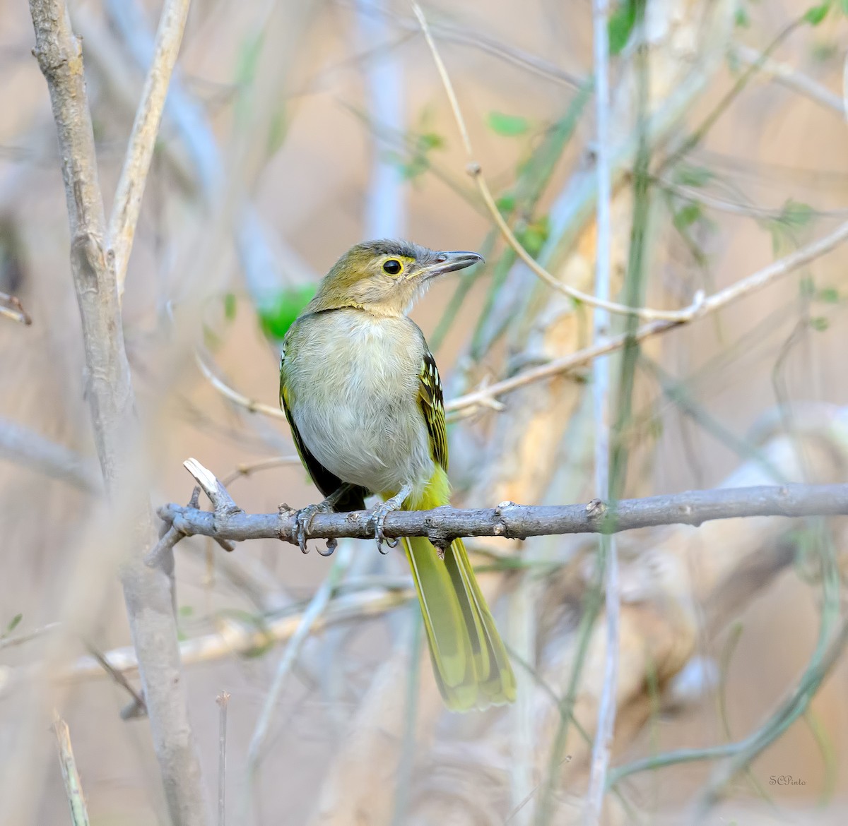 Eastern Nicator - ML628223168