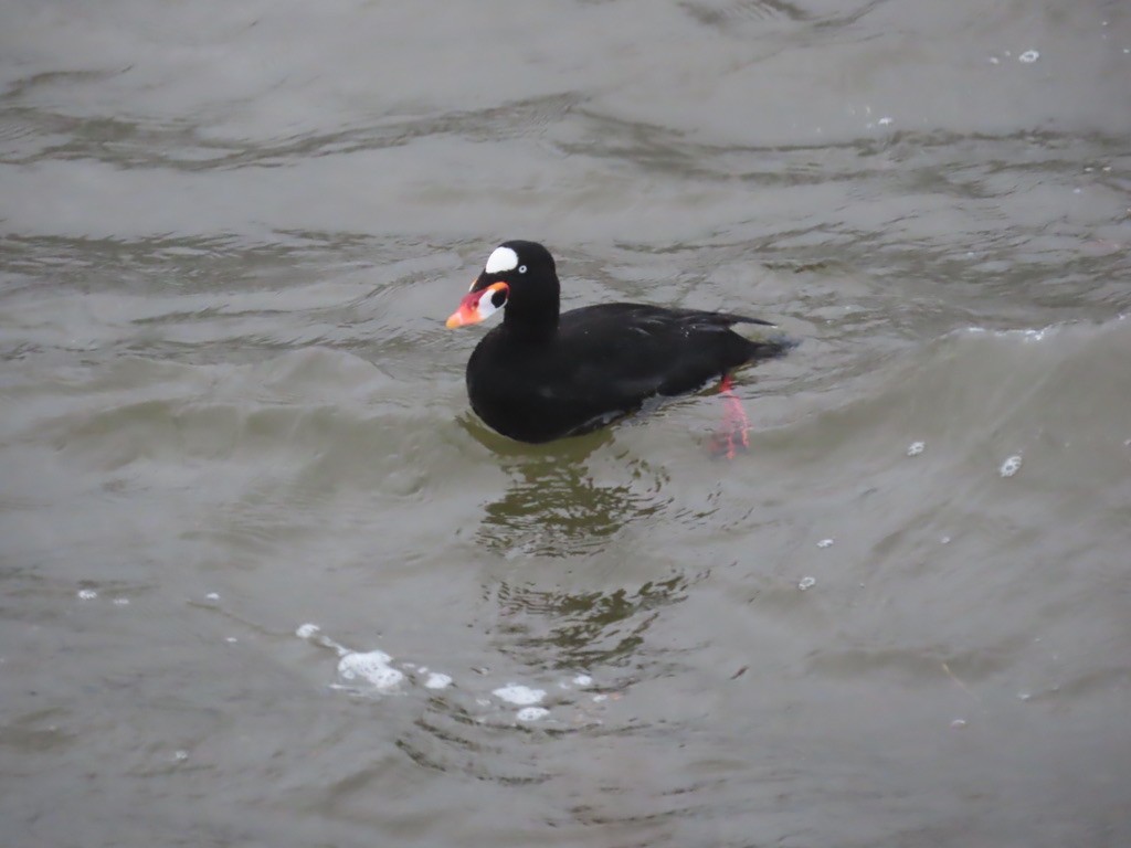 Surf Scoter - ML628223458