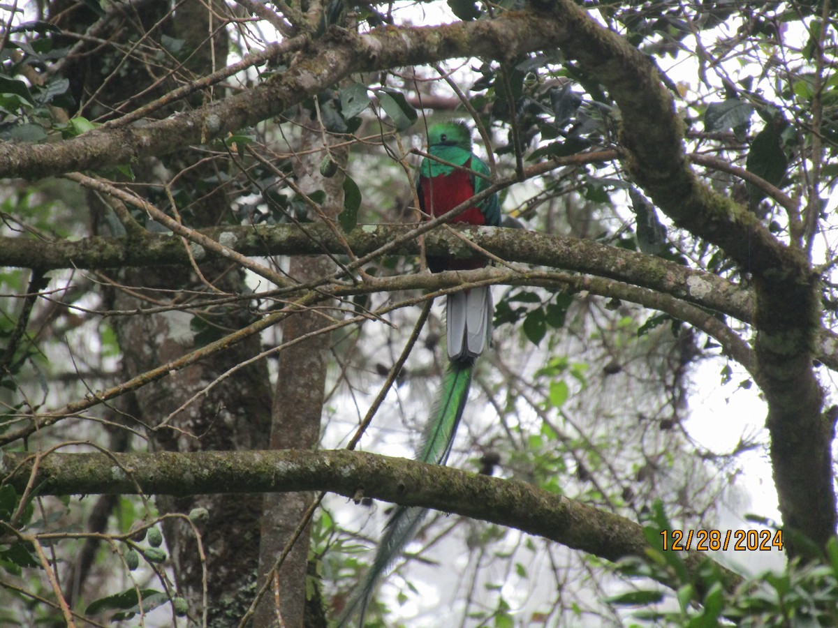 Quetzal Guatemalteco - ML628223736