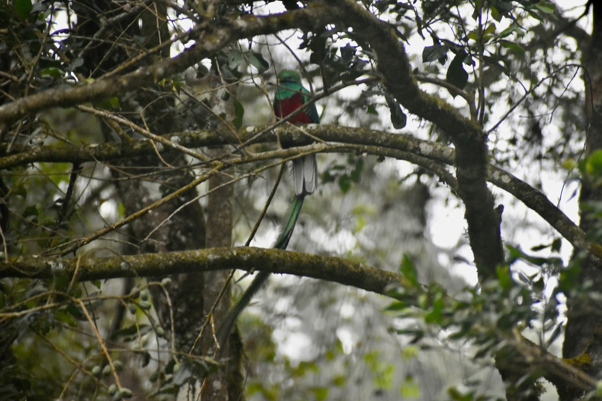 Quetzal Guatemalteco - ML628223737