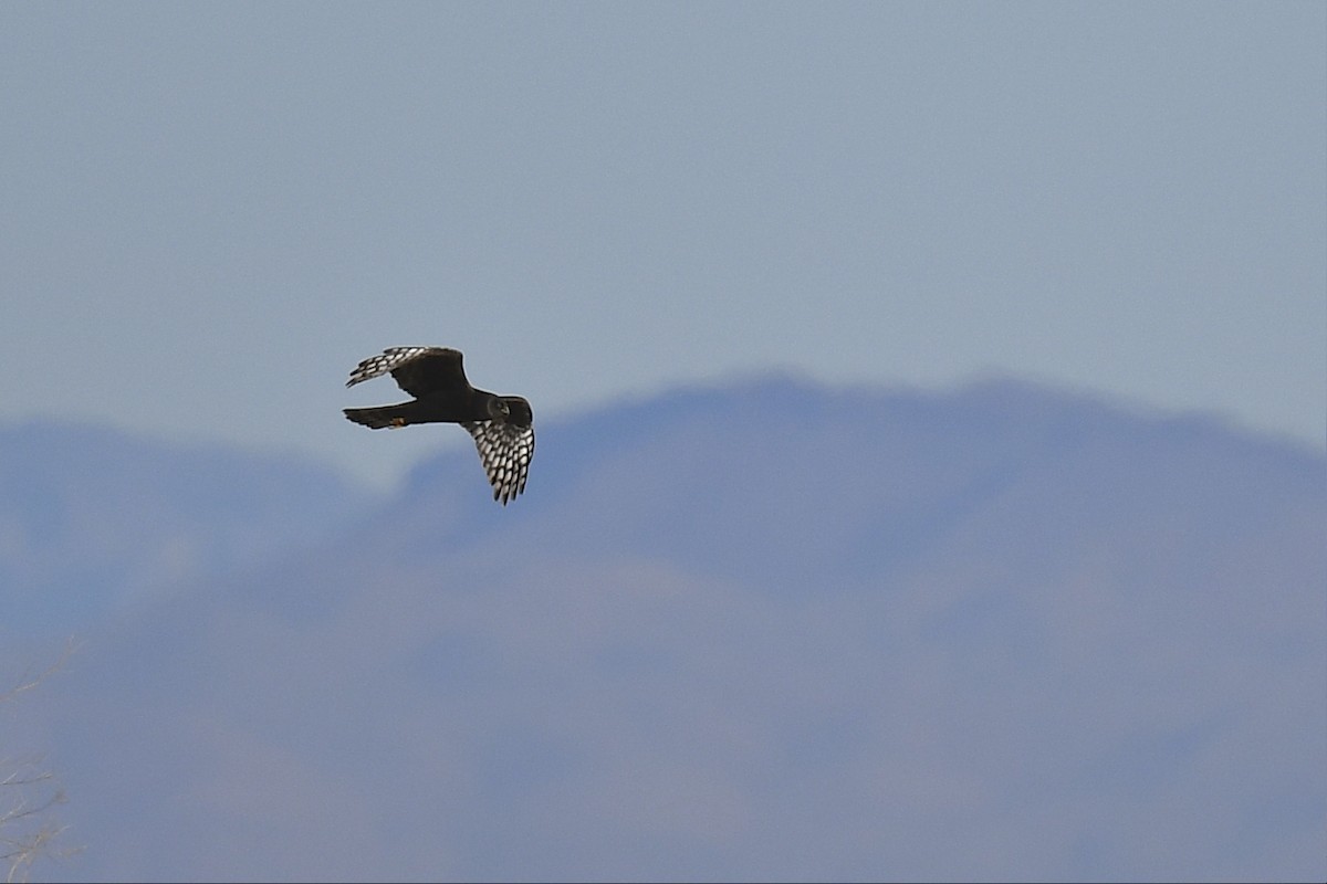 Northern Harrier - ML628223823