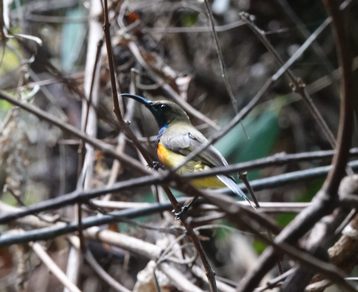 Palawan Sunbird - ML628223958