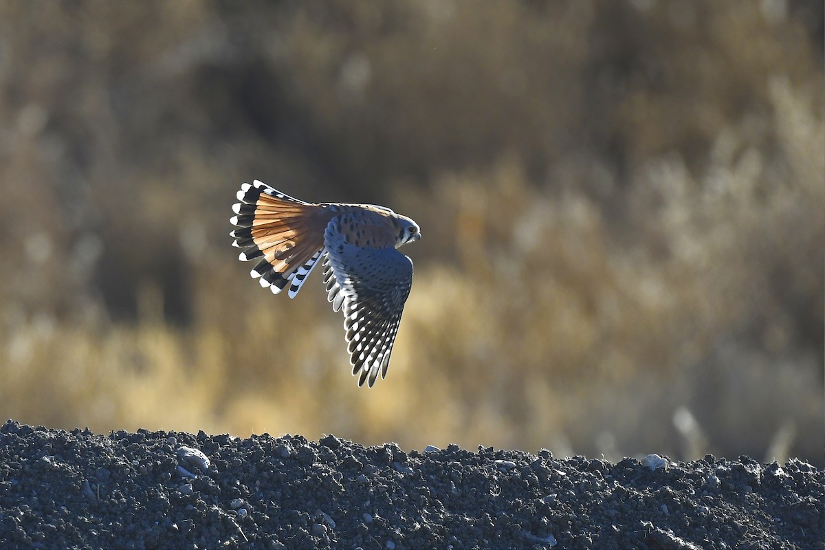 American Kestrel - ML628223994