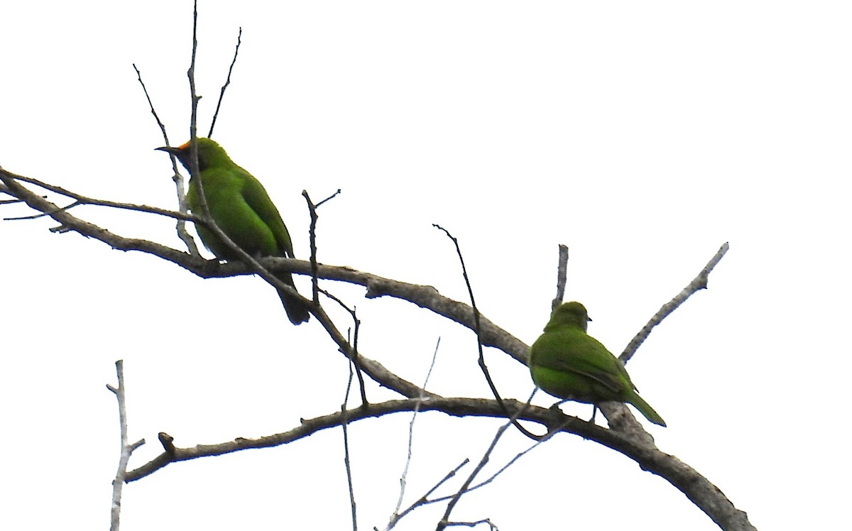 Golden-fronted Leafbird - ML628224161