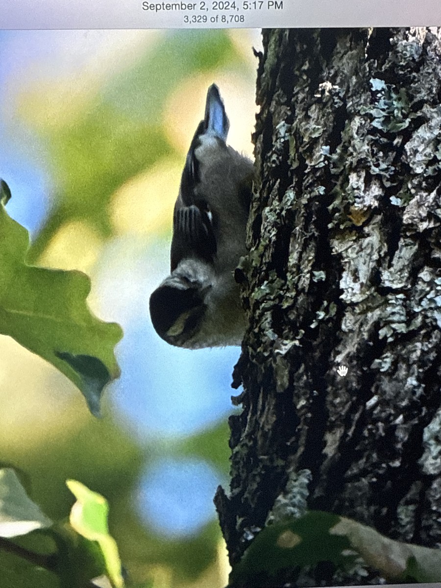 White-breasted Nuthatch - ML628224353