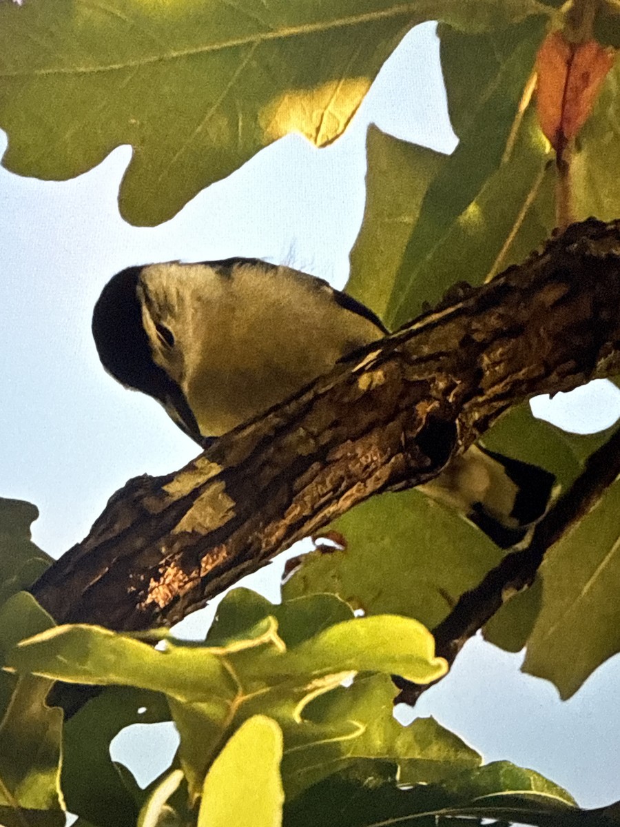 White-breasted Nuthatch - ML628224374
