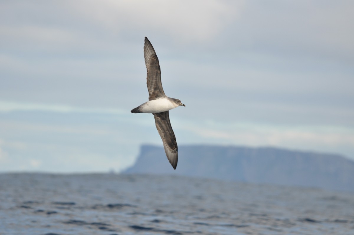 Gray Petrel - ML628224517