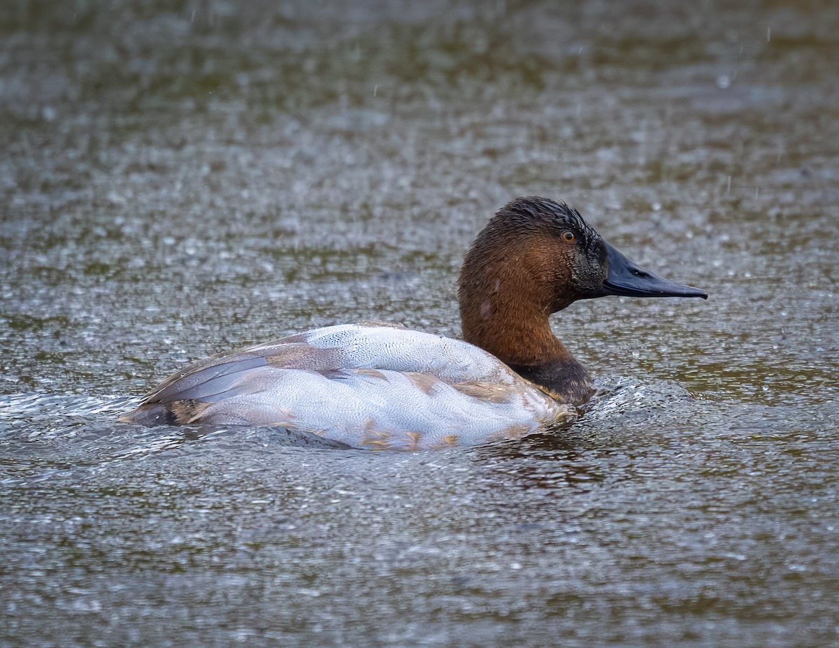 Canvasback - ML628224535