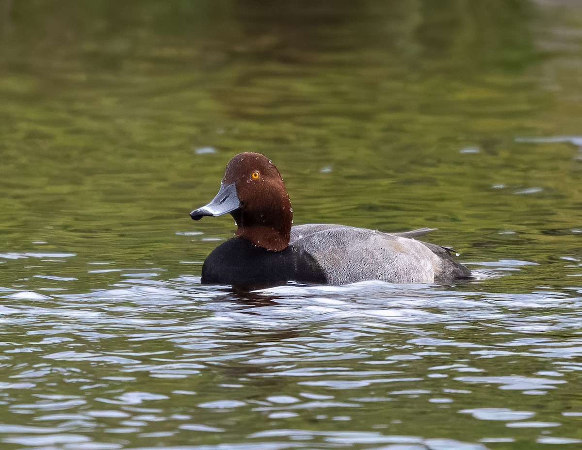 Redhead - ML628224541
