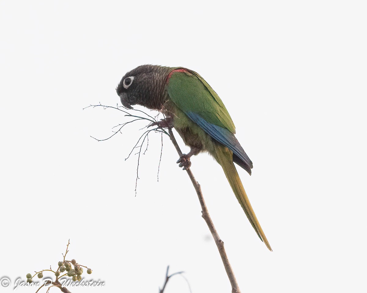 Blaze-winged Parakeet - ML628224652
