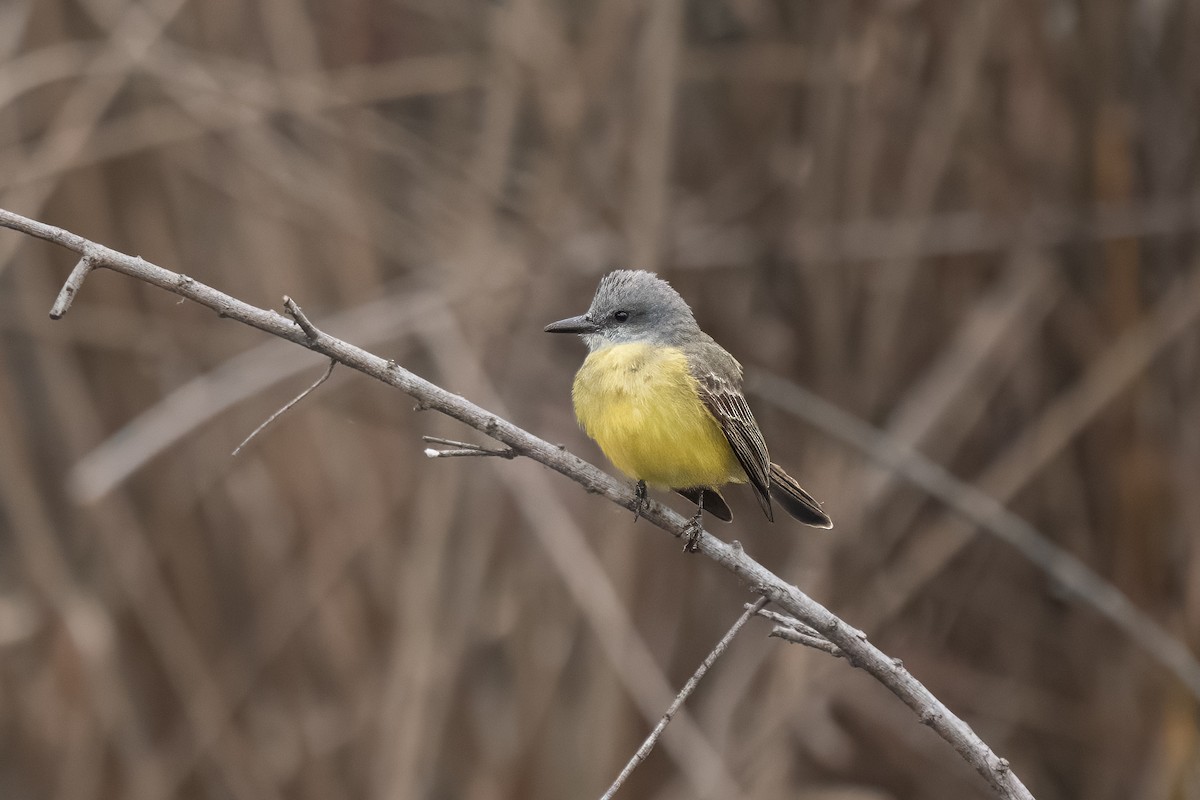 Tropical Kingbird - ML628224706