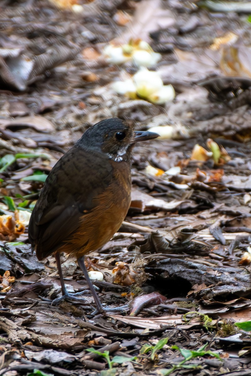 Moustached Antpitta - ML628224741