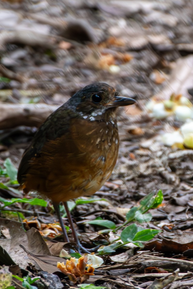 Moustached Antpitta - ML628224742