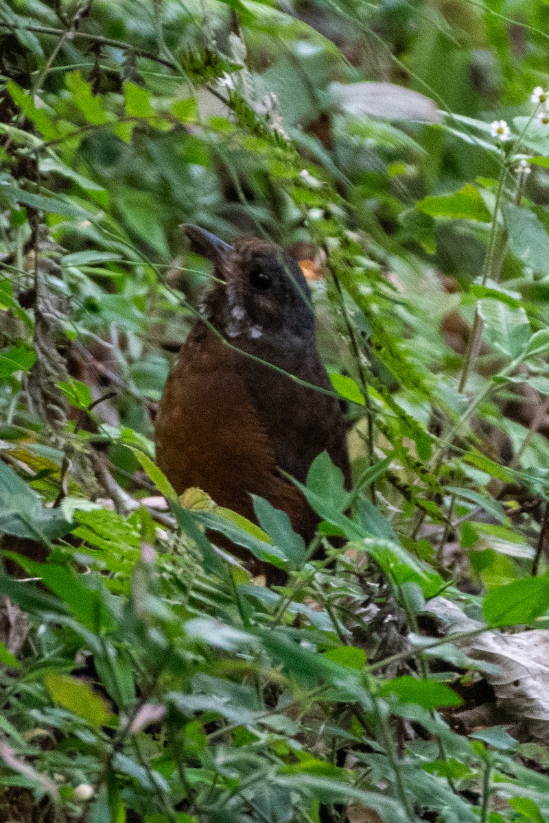 Moustached Antpitta - ML628224743