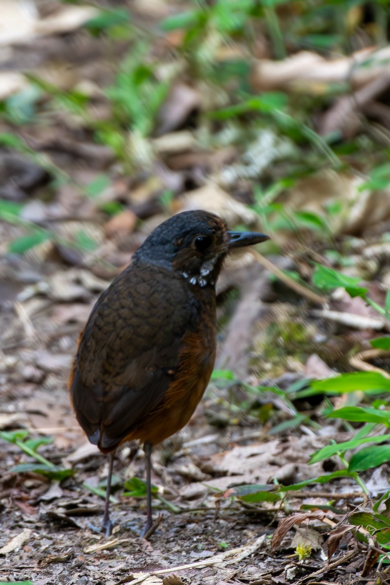 Moustached Antpitta - ML628224744