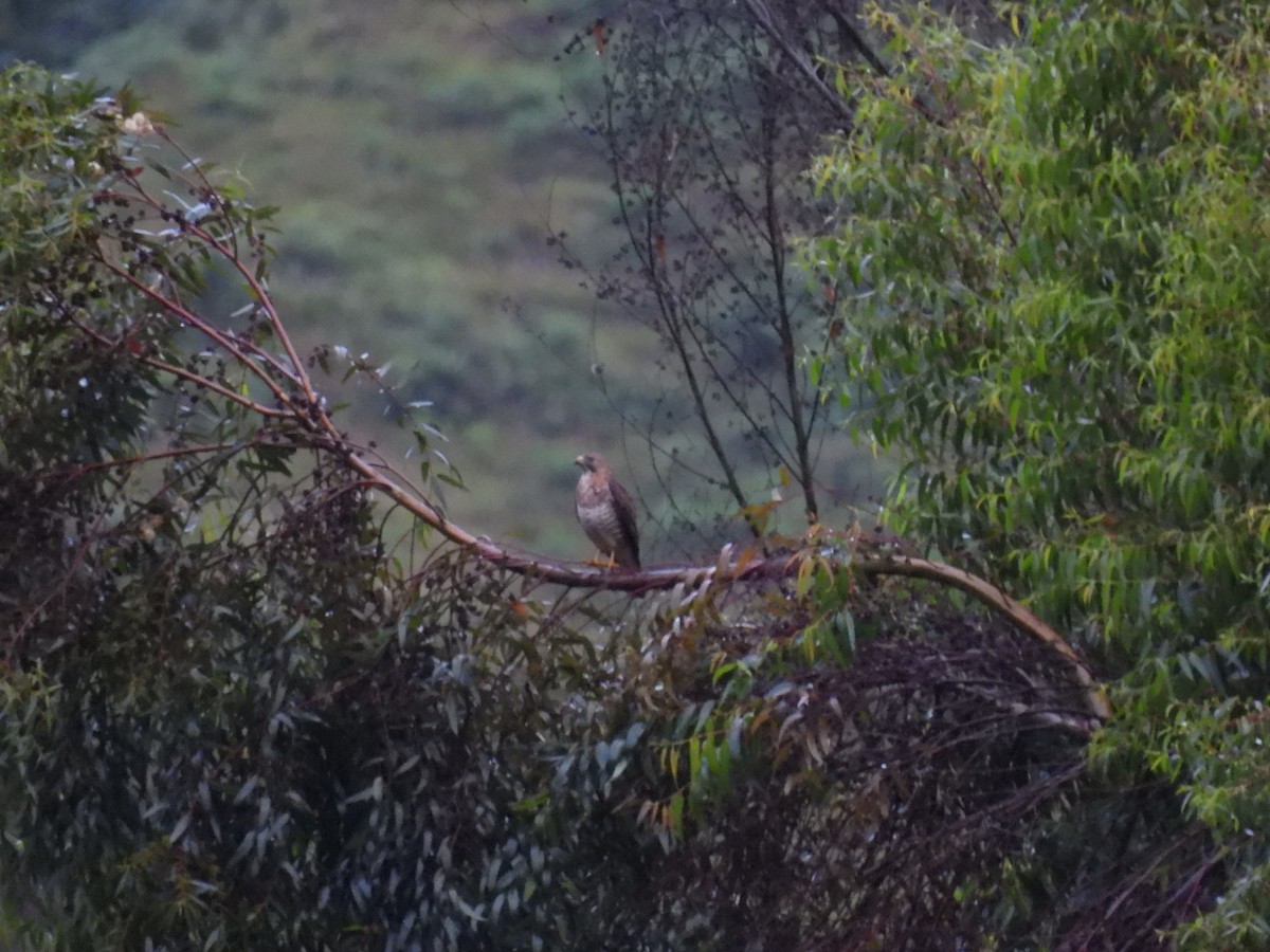 Broad-winged Hawk (Northern) - ML628225322