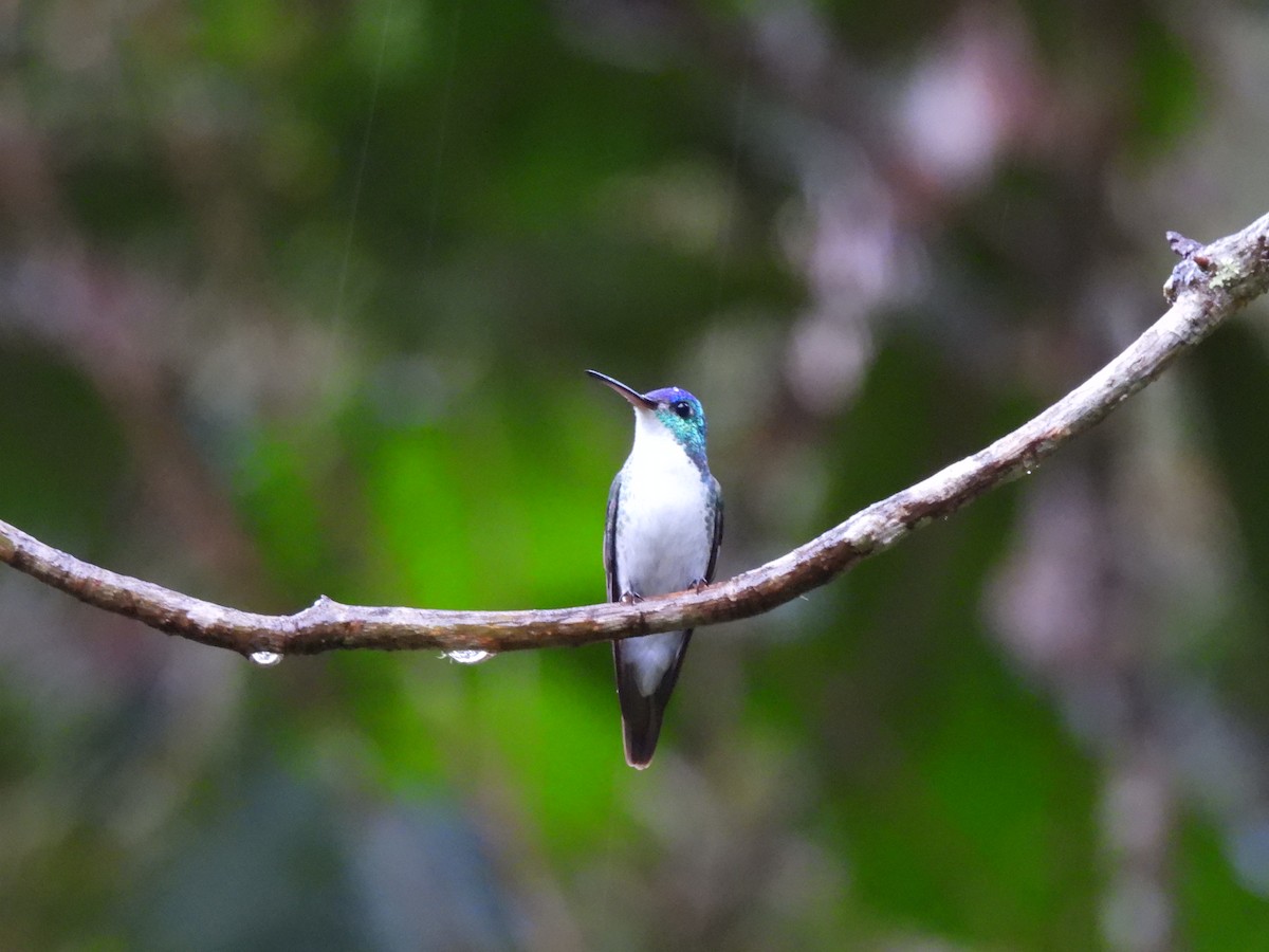 Andean Emerald - ML628225472