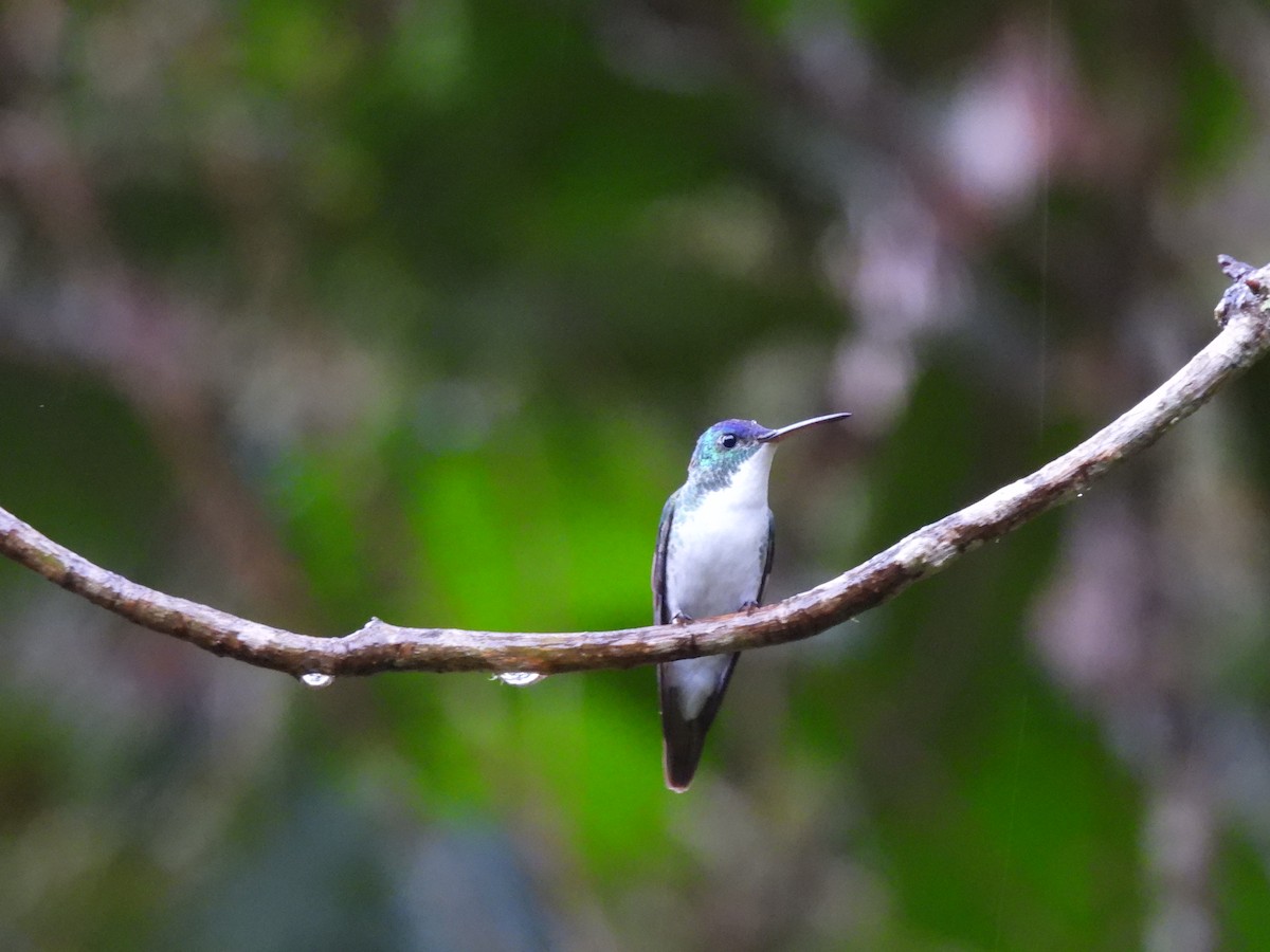 Andean Emerald - ML628225473