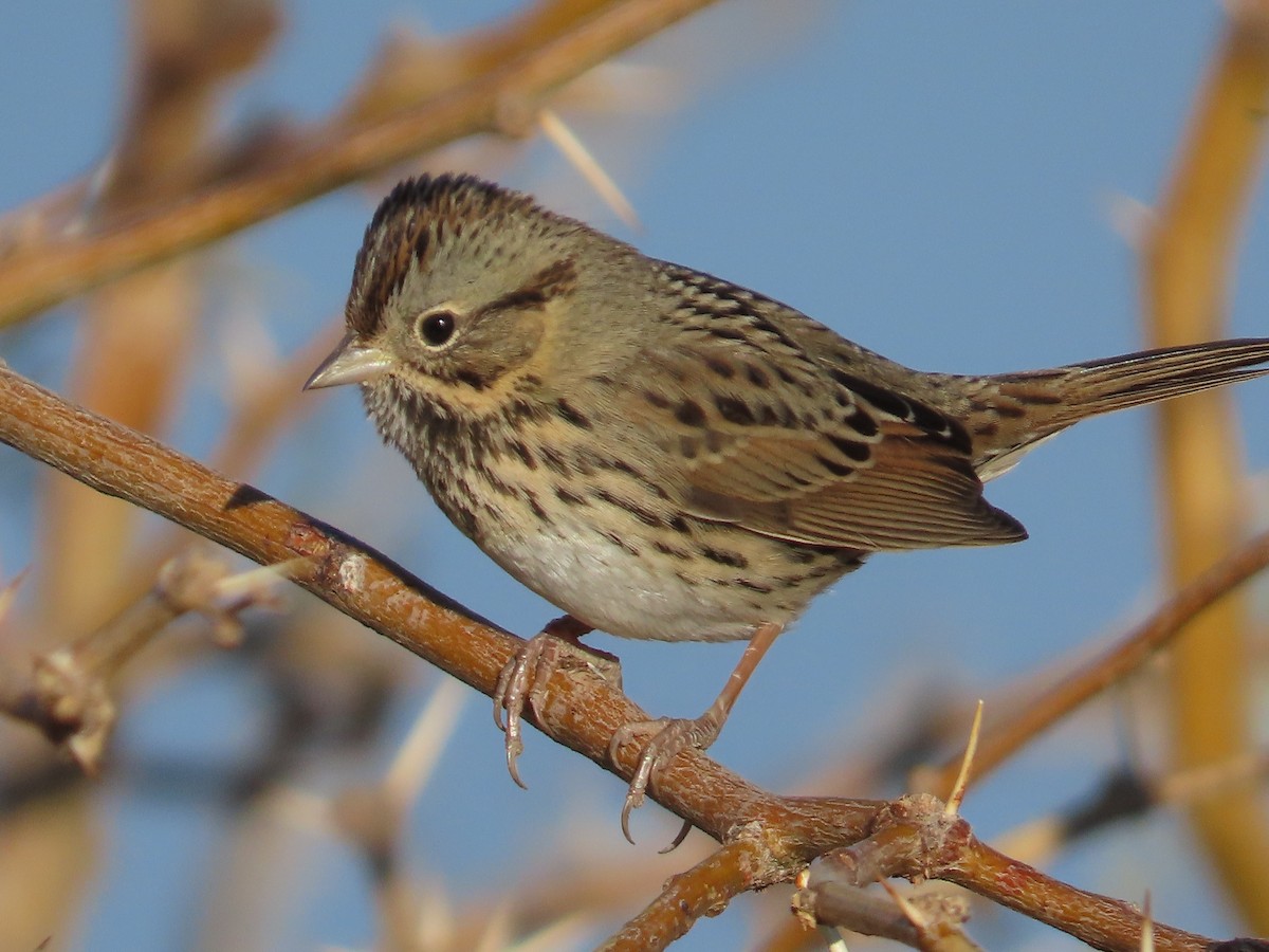 Lincoln's Sparrow - ML628225475