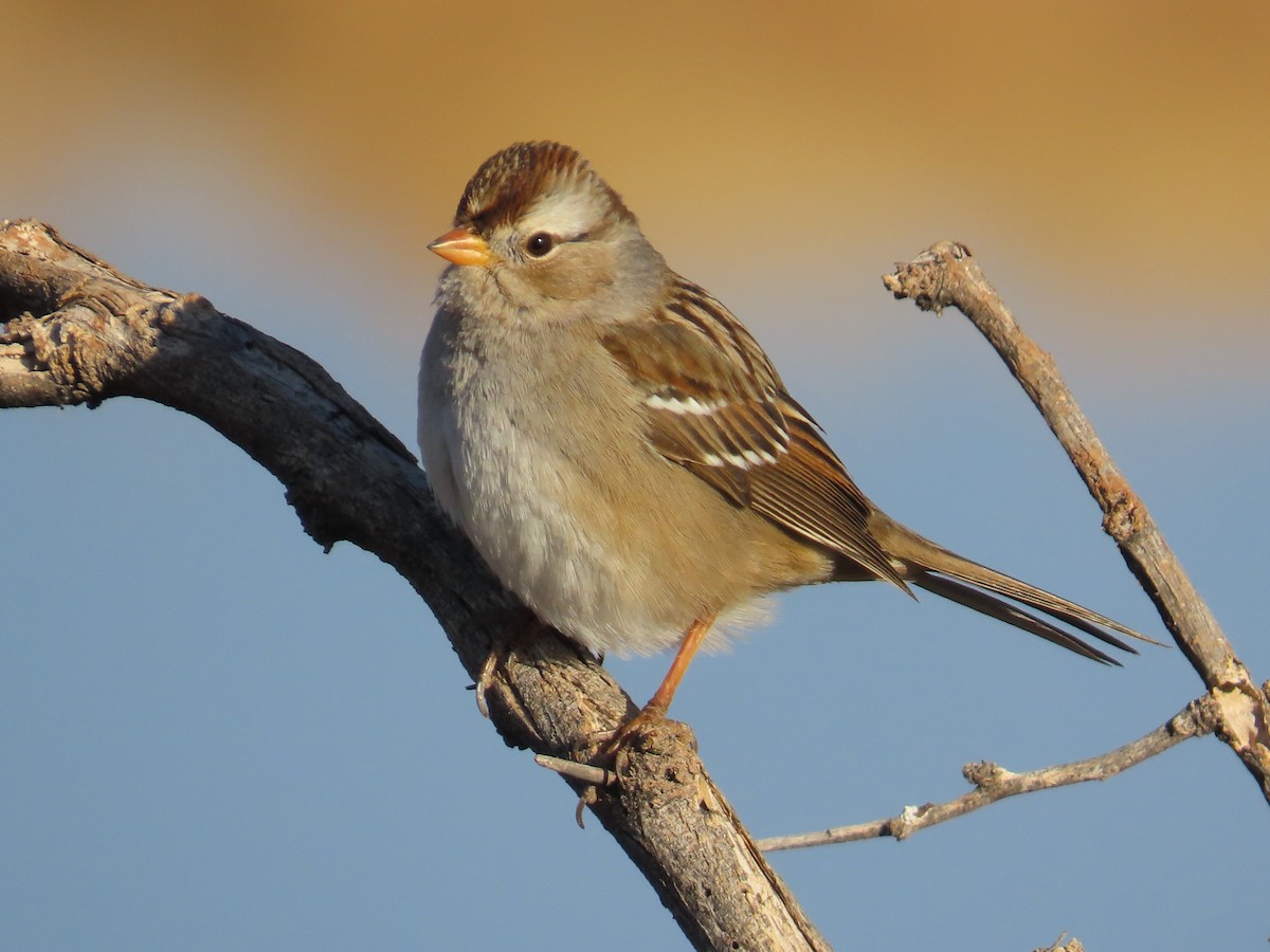 White-crowned Sparrow - ML628225476