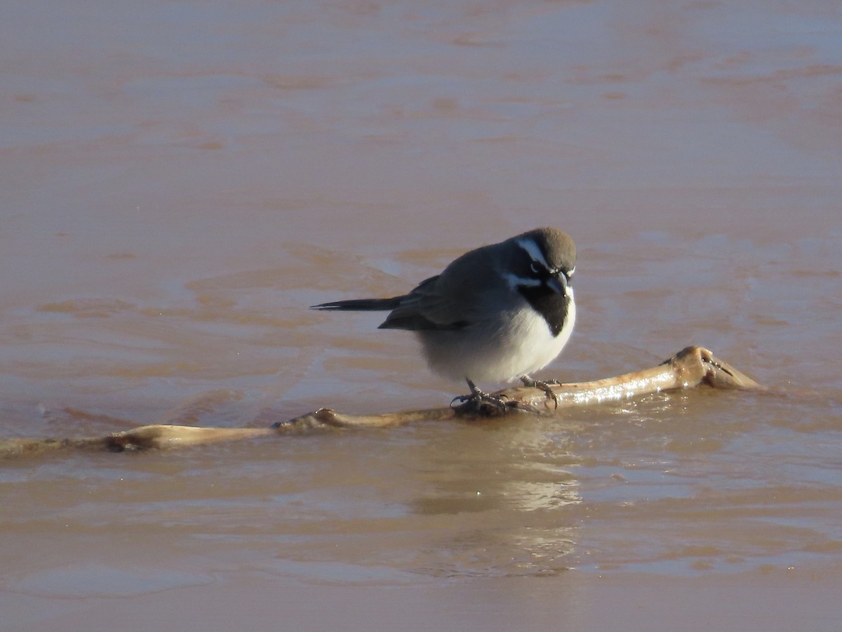 Black-throated Sparrow - ML628225552