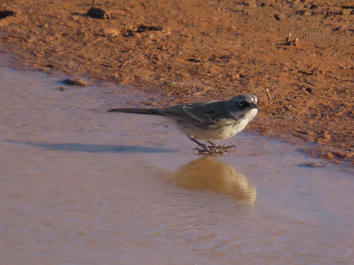 Sagebrush Sparrow - ML628225555