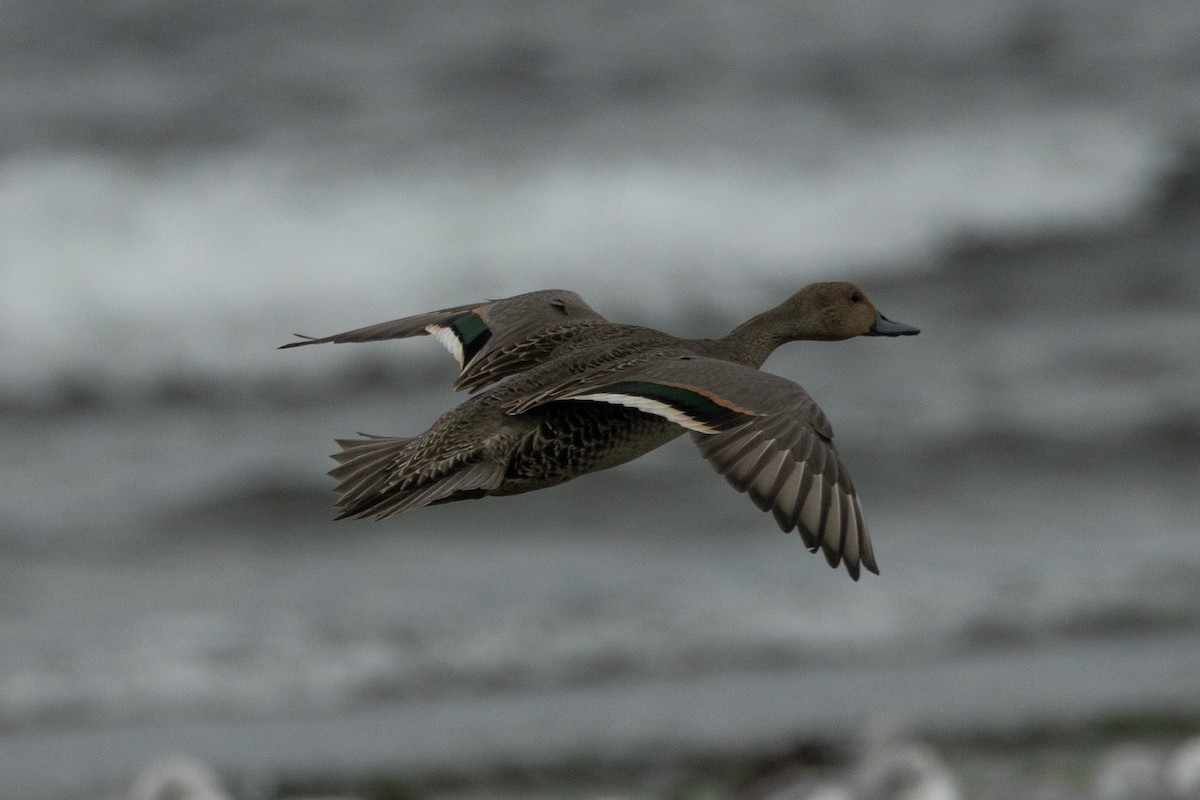 Northern Pintail - ML628225576